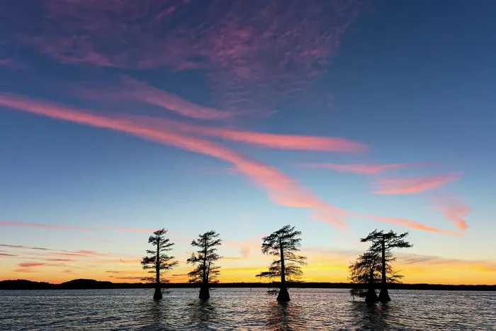 Framed Print : Stand of bald cypress trees, silhouetted at sunset, Caddo Lake, Texas Framed Print : Stand of bald cypress trees, silhouetted at sunset, Caddo Lake, Texas