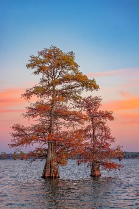 Framed Print : Stand of bald cypress trees at sunset, Caddo Lake, Texas Framed Print : Stand of bald cypress trees at sunset, Caddo Lake, Texas