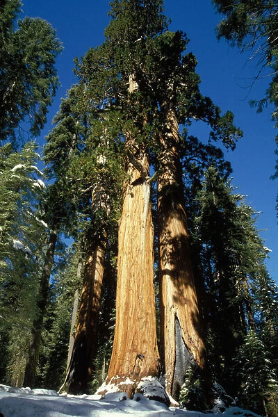 Stand of giant sequoia trees, Sequoia and Kings Canyon National Park, California
