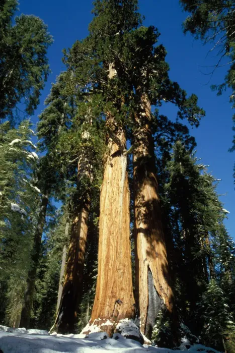 Framed Print : Stand of giant sequoia trees, Sequoia and Kings Canyon National Park, California Framed Print : Stand of giant sequoia trees, Sequoia and Kings Canyon National Park, California