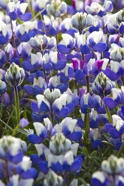 Stand of lupine wildflowers at Big Sur, California, USA