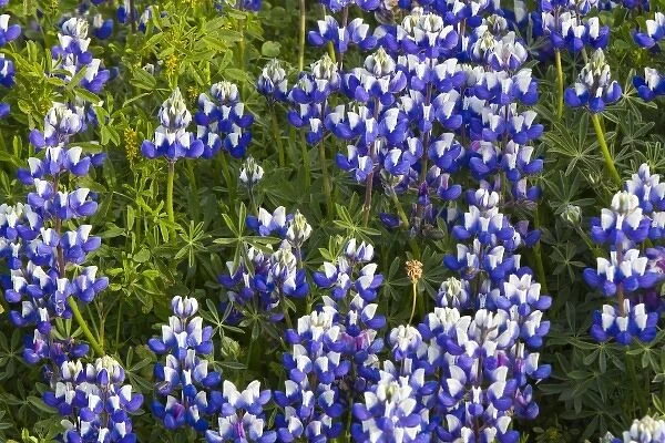 Stand of lupine wildflowers at Big Sur, California, USA