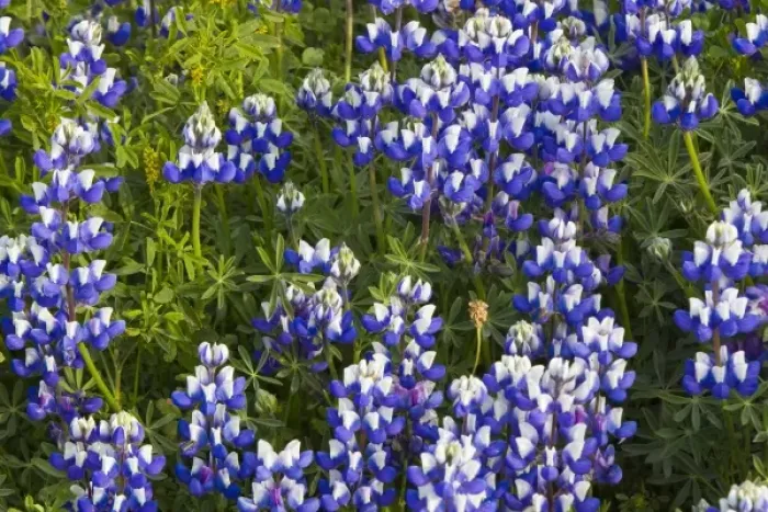 Framed Print : Stand of lupine wildflowers at Big Sur, California, USA