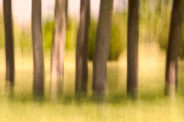 Framed Print : A stand of trees in Fall, textured and blurred Framed Print : A stand of trees in Fall, textured and blurred