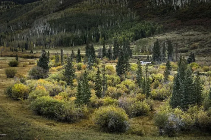 Framed Print : Stand of willows and evergreen trees below hillside of aspen trees Framed Print : Stand of willows and evergreen trees below hillside of aspen trees