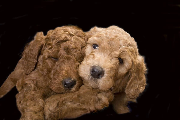 Standard poodle puppies close-up