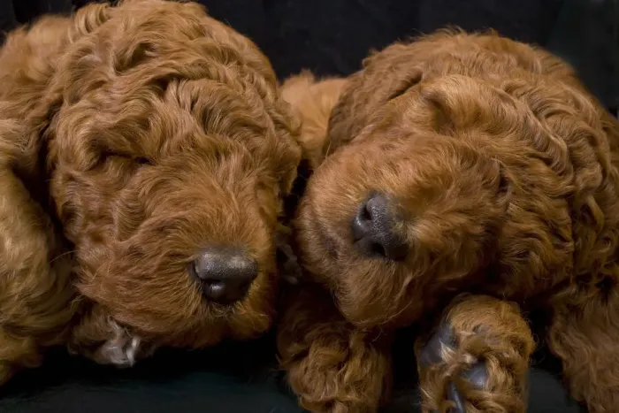Framed Print : Standard poodle puppies sleeping Framed Print : Standard poodle puppies sleeping