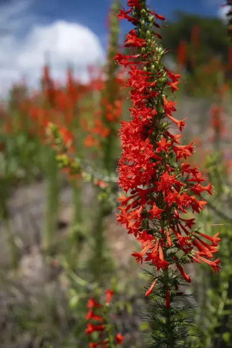 Framed Print : Standing cypress (Ipomopsis rubra) or Texas plume on roadside Framed Print : Standing cypress (Ipomopsis rubra) or Texas plume on roadside