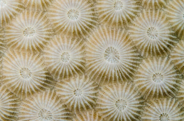 Star Coral (Montastraea sp. ), Coral Reef, Koro Island, Fiji. South Pacific