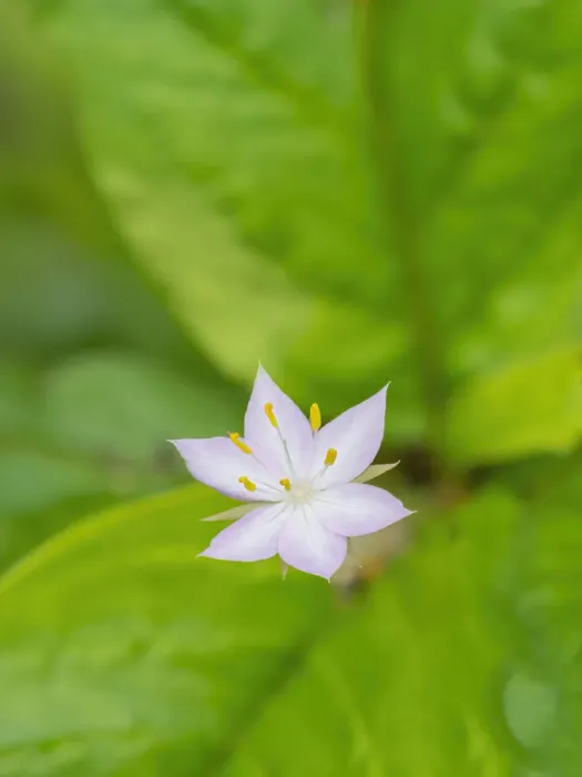Framed Print : Star flower