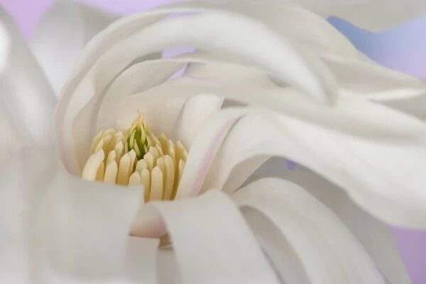 Detail of star magnolia flower