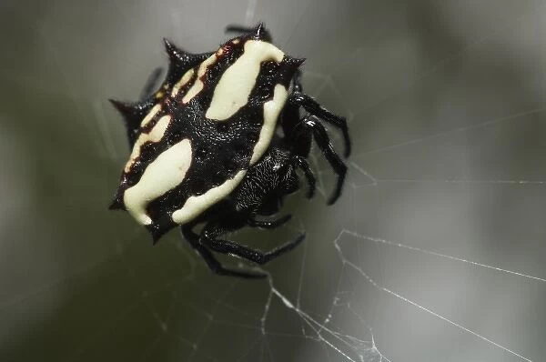 Star Spider (Gasteracantha servillei) Puerto Ayora, Santa Cruz Island, Galapagos Islands, Ecuador