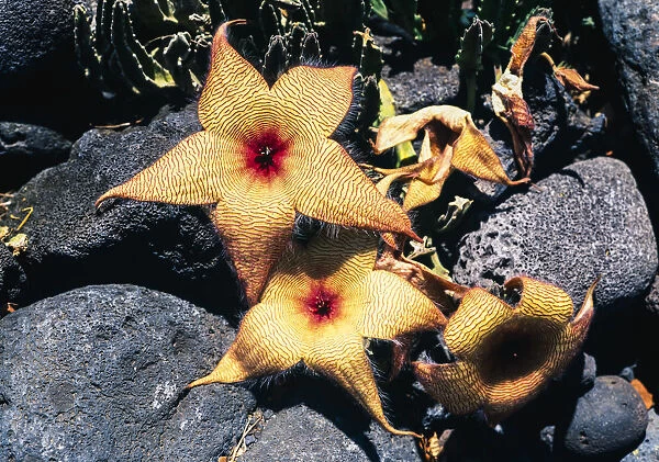Starfish flowers, Hawaii