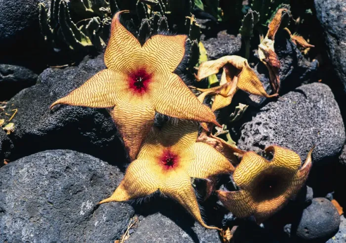 Framed Print : Starfish flowers, Hawaii