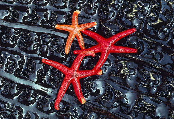 Starfish on kelp, Washington, USA