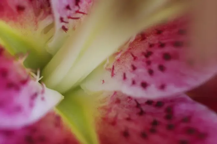 Framed Print : Stargazer lily Framed Print : Stargazer lily