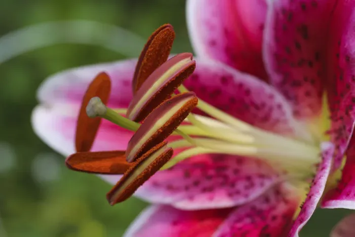 Framed Print : Stargazer lily Framed Print : Stargazer lily