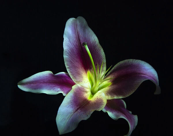 A Stargazer Lily against black background, light painted