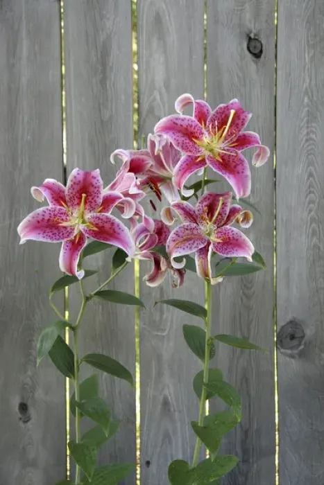 Framed Print : Stargazer Lily by Rustic Fence Framed Print : Stargazer Lily by Rustic Fence