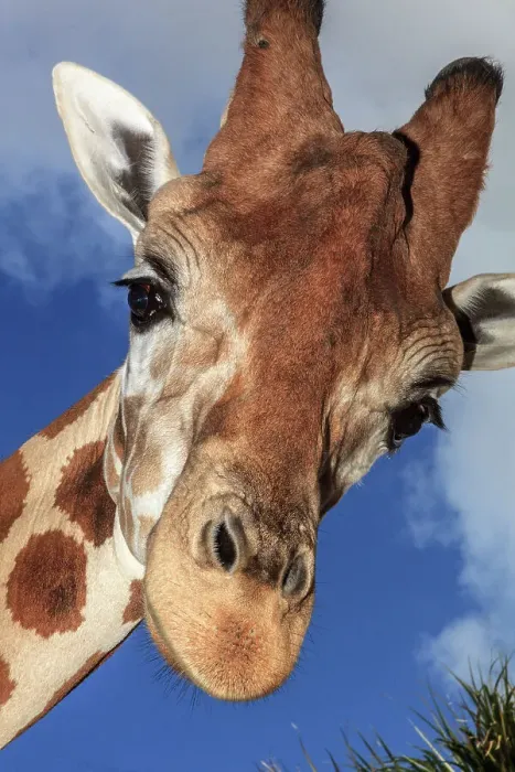 Framed Print : Staring giraffe Framed Print : Staring giraffe