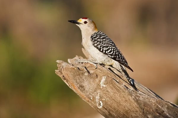 Starr Co. ranch, south Texas, USA, spring, golden-fronted woodpecker (Melanerpes
