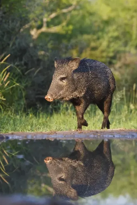 Framed Print : Starr co. south Texas, USA, Collared Peccary (Pecari tajacu) adult reflected in pond