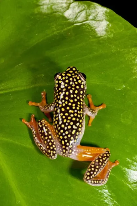Framed Print : Starry Night Reed Frog - Heterixalus alboguttatus - Native to Madagascar Habitat Framed Print : Starry Night Reed Frog - Heterixalus alboguttatus - Native to Madagascar Habitat
