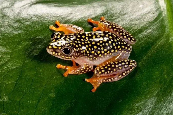 Framed Print : Starry Night Reed Frog - Heterixalus alboguttatus - Native to Madagascar Habitat Framed Print : Starry Night Reed Frog - Heterixalus alboguttatus - Native to Madagascar Habitat