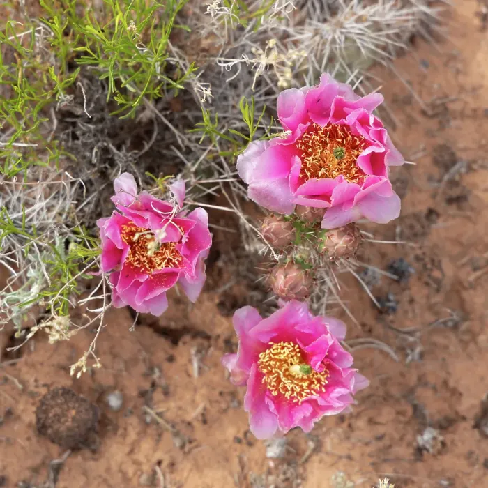 Framed Print : Starvation Pricklypear cactus, Alcove Nature Trail, Colorado National Monument, Colorado, US