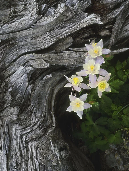The state flower of Colorado, the columbine, blooms all summer in the Rocky Mountains