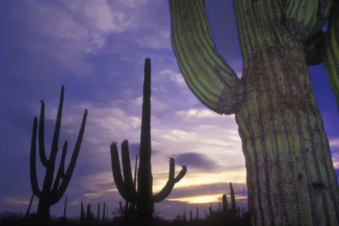 Framed Print : Stately saguaro cacti stand against the sunset sky, Saguaro National Park, near Tucson Framed Print : Stately saguaro cacti stand against the sunset sky, Saguaro National Park, near Tucson