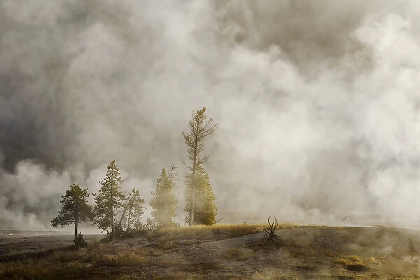 Steam around trees, Upper Geyser Basin, Yellowstone National Park, Montana  /  Wyoming