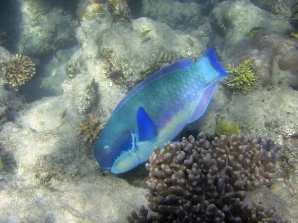 Steephead Parrotfish ( Chlorurus microrhinos ), Low Isles, Great Barrier Reef, North Queensland