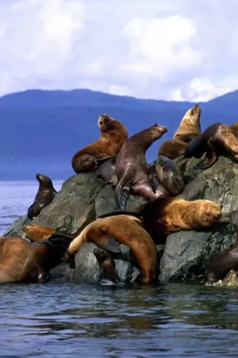Framed Print : Stellar sea lions Alaska; USA Framed Print : Stellar sea lions Alaska; USA