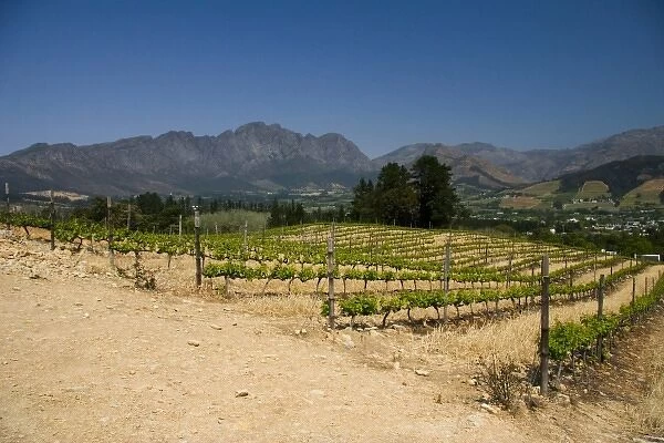 Stellenbosch, South Africa. Here in Stellenbosh, their vineyards produce some of SAs best