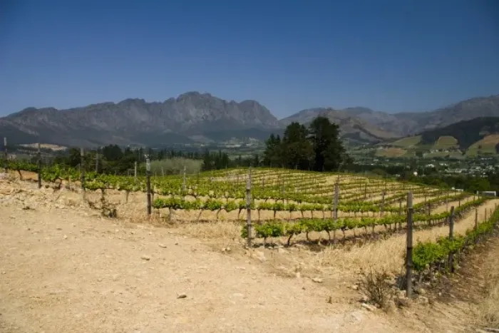 Framed Print : Stellenbosch, South Africa. Here in Stellenbosh, their vineyards produce some of SAs best Framed Print : Stellenbosch, South Africa. Here in Stellenbosh, their vineyards produce some of SAs best
