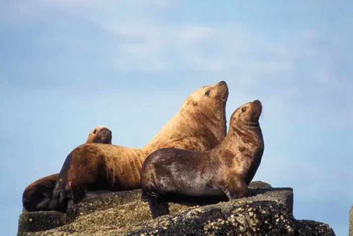 Framed Print : steller sea lions, Eumetopias jubatus, in the Chiswell Islands National Marine Sanctuary
