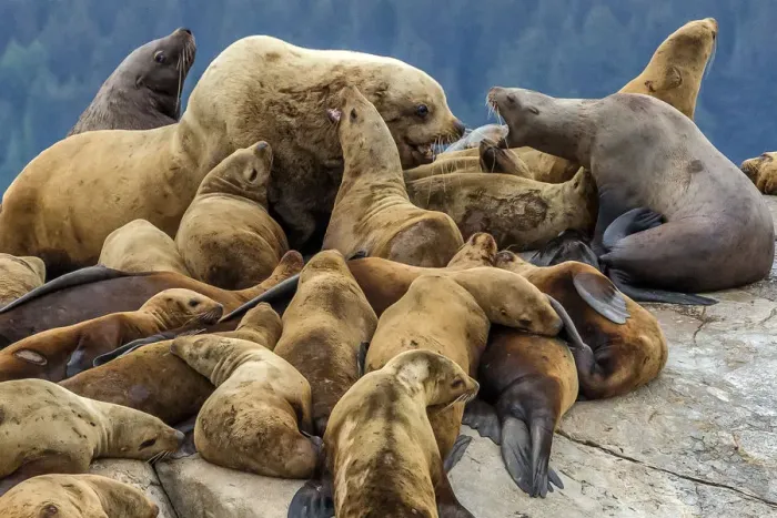 Framed Print : Steller sea lions, Glacier Bay National Park and Preserve, Alaska Framed Print : Steller sea lions, Glacier Bay National Park and Preserve, Alaska