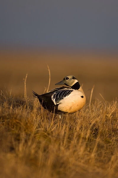 stellers eider, Polysticta stelleri, (endangered) male on tundra in the National