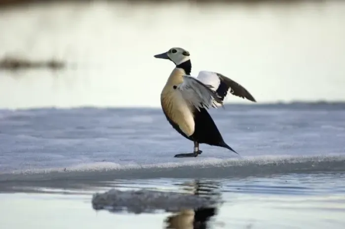 Framed Print : stellers eider, Polysticta stelleri, (endangered) male stretching its wings Framed Print : stellers eider, Polysticta stelleri, (endangered) male stretching its wings
