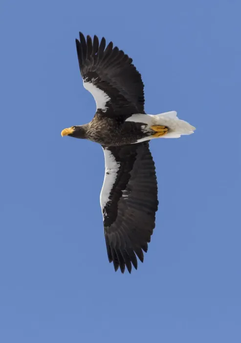 Framed Print : Stellers Fish Eagle flying. Wintering on the Shiretoko Peninsula, Hokkaido, Japan Framed Print : Stellers Fish Eagle flying. Wintering on the Shiretoko Peninsula, Hokkaido, Japan