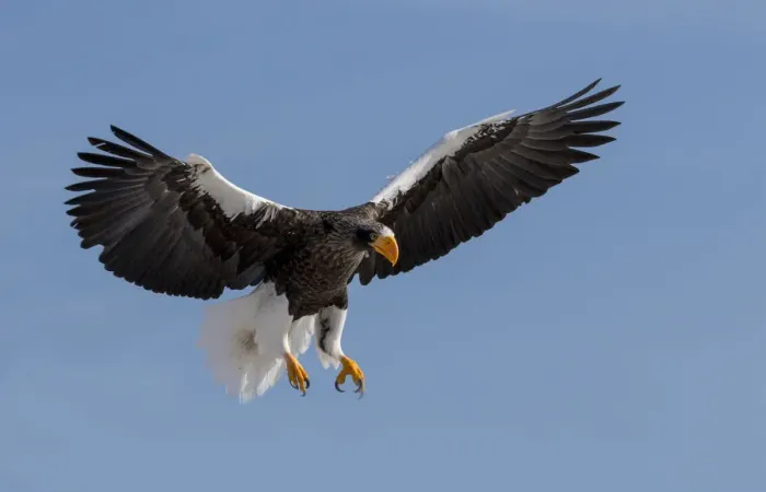 Framed Print : Stellers Fish Eagle flying. Wintering on the Shiretoko Peninsula, Hokkaido, Japan Framed Print : Stellers Fish Eagle flying. Wintering on the Shiretoko Peninsula, Hokkaido, Japan