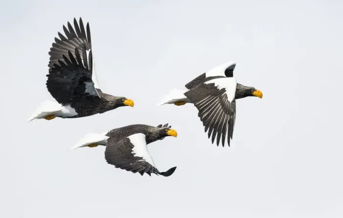 Framed Print : Stellers Fish Eagle flying. Wintering on the Shiretoko Peninsula, Hokkaido, Japan Framed Print : Stellers Fish Eagle flying. Wintering on the Shiretoko Peninsula, Hokkaido, Japan