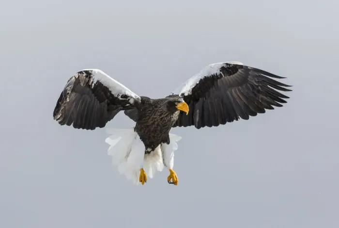 Framed Print : Stellers Fish Eagle flying. Wintering on the Shiretoko Peninsula, Hokkaido, Japan