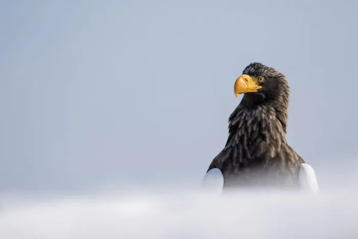 Framed Print : Stellers Fish Eagle wintering on the Shiretoko Peninsula, Hokkaido, Japan