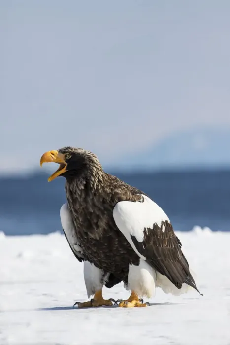 Framed Print : Stellers Fish Eagle wintering on the Shiretoko Peninsula, Hokkaido, Japan