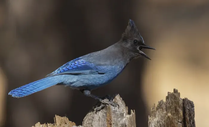 Framed Print : Stellers jay Framed Print : Stellers jay