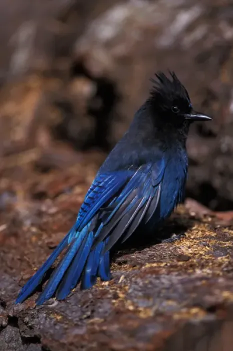 Framed Print : stellers jay, Cyanocitta stelleri, in Kenai Fjords National Park, southcentral Framed Print : stellers jay, Cyanocitta stelleri, in Kenai Fjords National Park, southcentral
