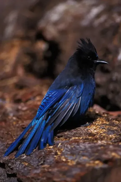 Framed Print : stellers jay, Cyanocitta stelleri, in Kenai Fjords National Park, southcentral