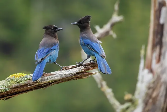 Framed Print : Steller's jay pair Framed Print : Steller's jay pair
